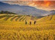 Ha Noi - Mu Cang Chai 2 Days 1 Night
